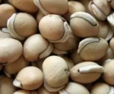 白扁豆有什么药用价值和功效