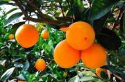 江西赣南脐橙树发芽季节是哪个月份