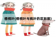 梧桐叶，梧桐叶与枫叶的区别图