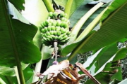 芭蕉树种植方法