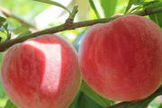 桃子放冰箱后为什么不甜的原因