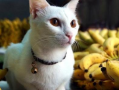 猫咪吃香蕉会怎么样