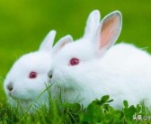 养一千只兔子一年利润(兔子的养殖效益分析)