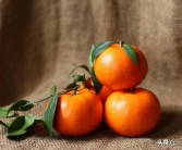 橘生淮南则为橘生于淮北则为枳出自哪篇文章(南橘北枳的寓意是什么)