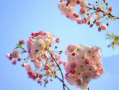 2024年清明节去武汉还能看到樱花吗