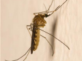 室内如何灭蚊子最有效