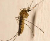 室内如何灭蚊子最有效