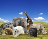 动物园里有什么动物(动物园最常见的100种动物)