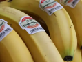 人和香蕉的基因相似程度是多少