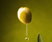 橄榄油为什么会凝固