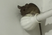 老鼠能几天不吃不喝不饿死吗为什么