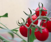 番茄怎么吃抗氧化能力更强