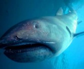 世界上最大的鱼类是什么（海洋里的鱼是鲸鲨还是锦鲤）