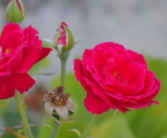 盆栽小玫瑰花怎么繁殖