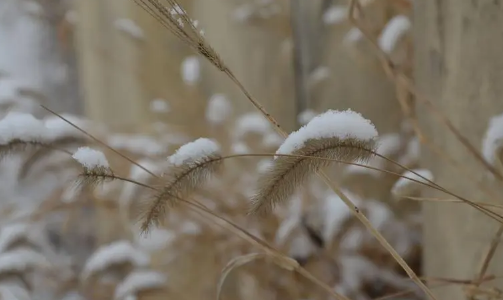 2023年小雪节气一般什么温度1