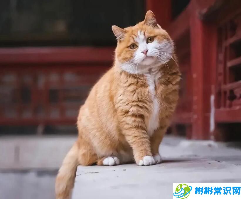 故宫猫减肥备战猫王大赛