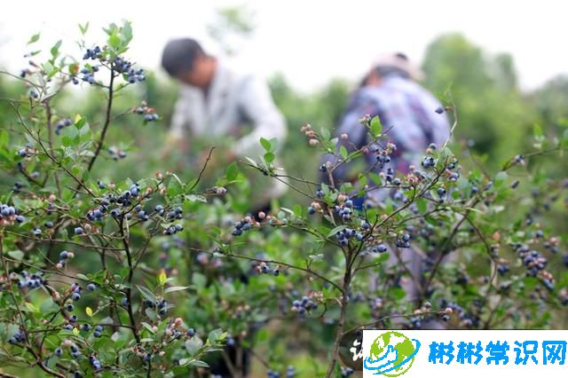 东北野生蓝莓鲜果价格