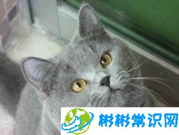 英短蓝猫多少钱一只