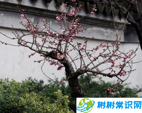 梅花种子种植方法是什么？