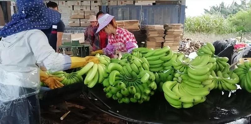 苹果多少钱一斤现在市场价(今日全国水果价格一览表)