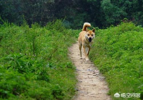 有什么能护主的中型犬种？(中型犬品种大全)