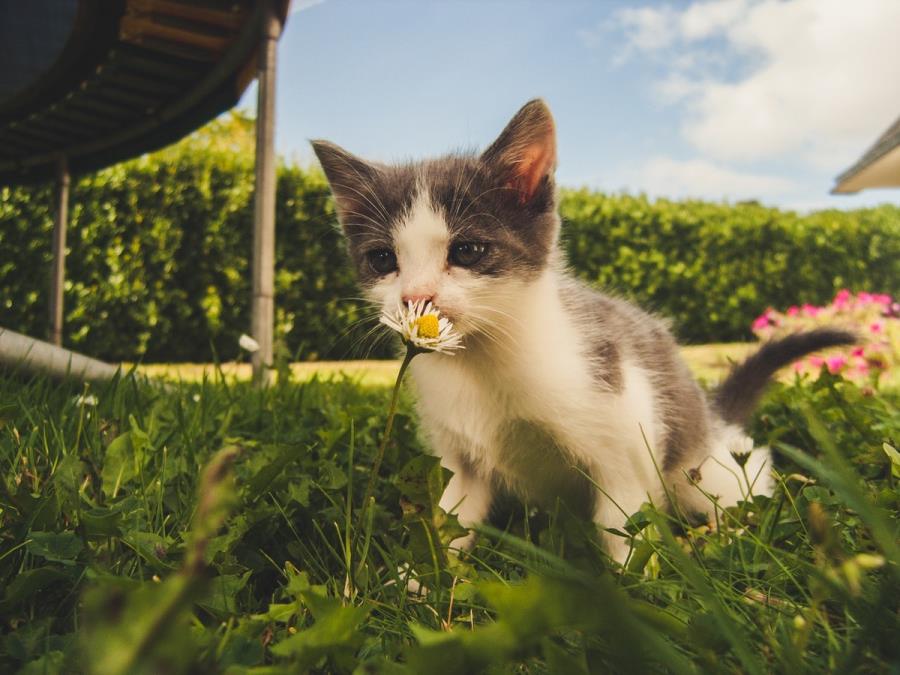 走马观花是什么意思走是什么意思(走马观花的走是什么意思)