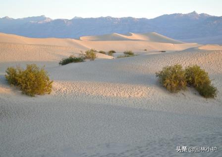 风滚草在中国叫什么草风滚草在中国叫什么名字