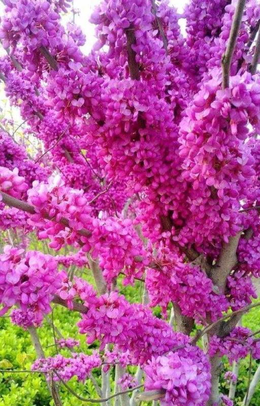 南北紫荆花的区别(香港的市花是什么花)