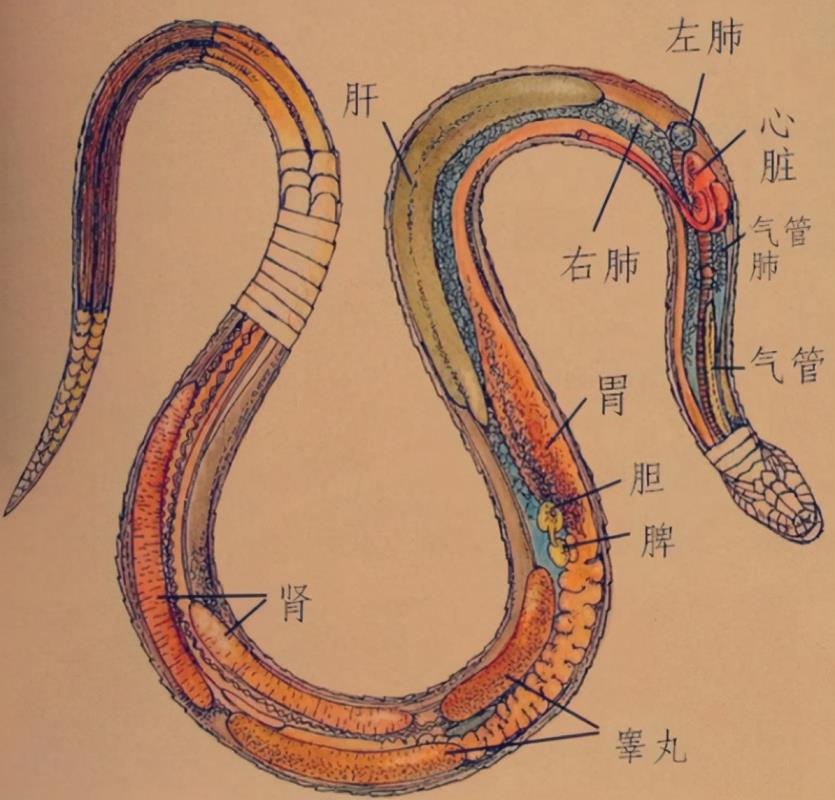 蛇的七寸是哪个位置(蛇七寸的位置是什么)