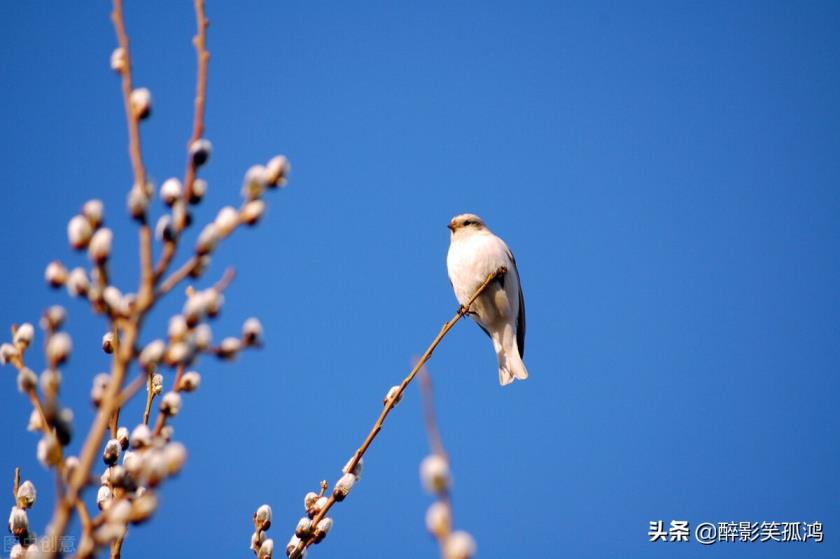 燕组词组和拼音和部首大字(燕组词组)