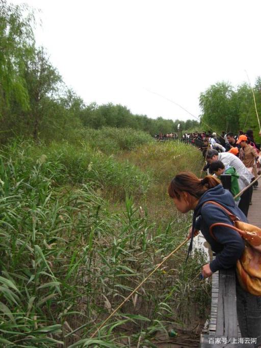 崇明西沙湿地有什么好玩的(崇明东滩湿地公园和西沙湿地公园哪个好玩)