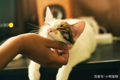 辟谣：猫咪的语言是喵？教你读懂“猫言猫语”,让你明白猫的内心