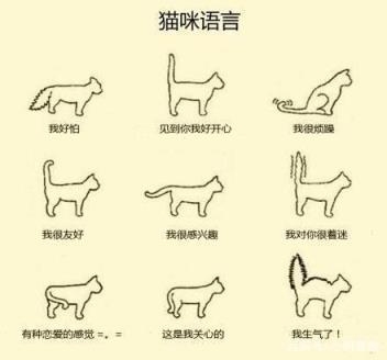 辟谣：猫咪的语言是喵？教你读懂“猫言猫语”,让你明白猫的内心