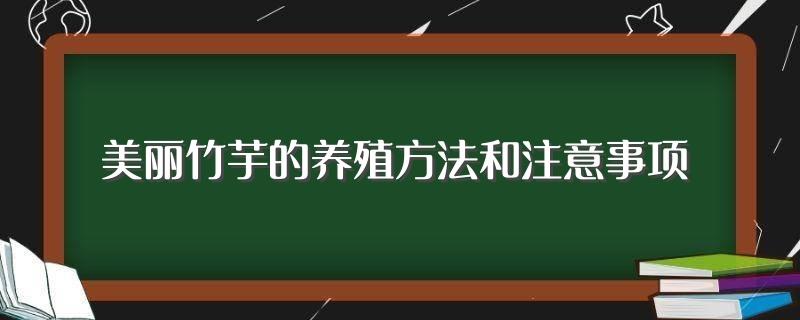 美丽竹芋的养殖方法和注意事项(美丽竹芋怎么养殖)