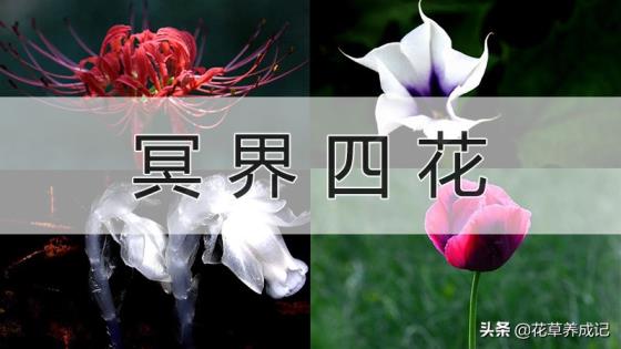 冥界四花是哪四花冥界四花的简介