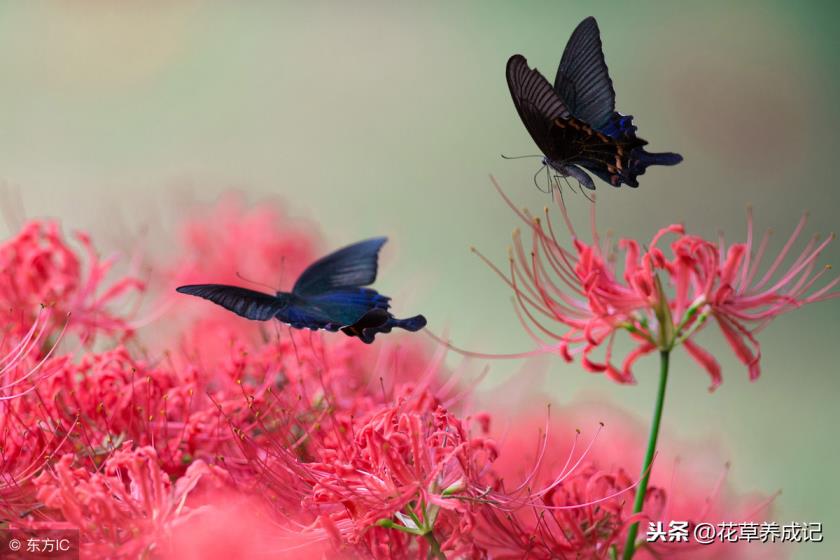 冥界四花是哪四花冥界四花的简介