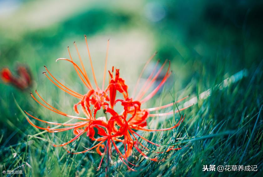 冥界四花是哪四花冥界四花的简介