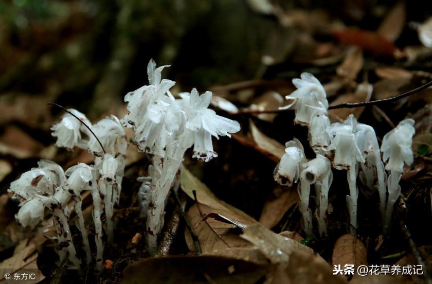 冥界四花是哪四花冥界四花的简介