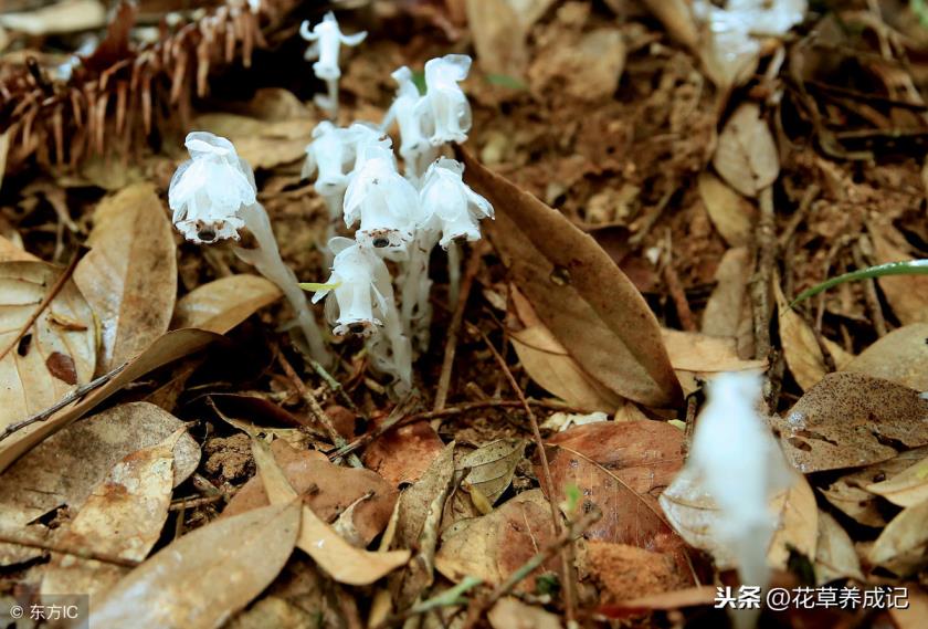 冥界四花是哪四花冥界四花的简介