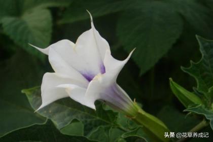 冥界四花是哪四花冥界四花的简介