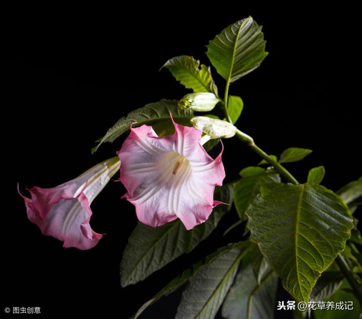 冥界四花是哪四花冥界四花的简介