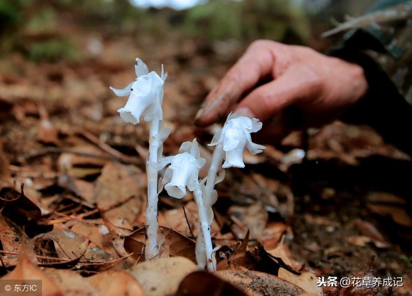 冥界四花是哪四花冥界四花的简介