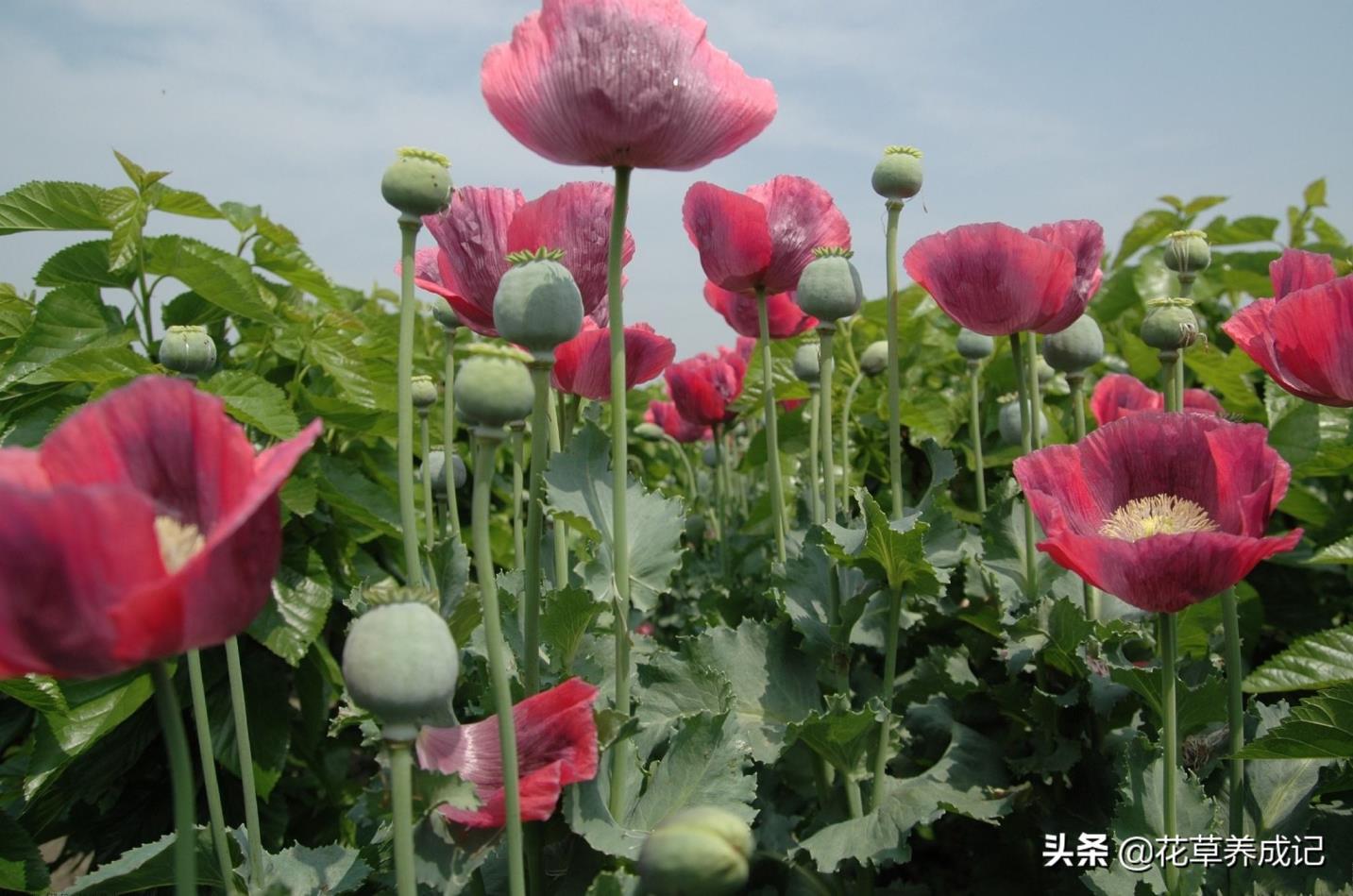 冥界四花是哪四花冥界四花的简介