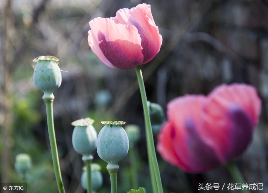 冥界四花是哪四花冥界四花的简介