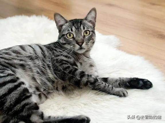 虎斑猫怎么看纯不纯(虎斑猫纯种的鉴别和喂养方法)