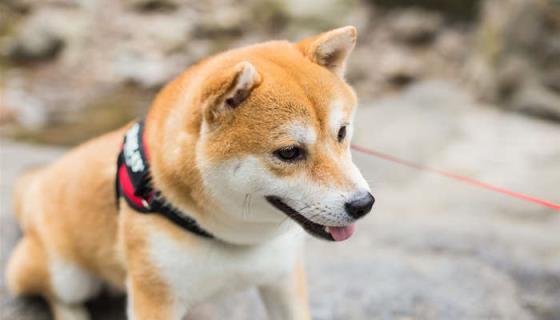 柴犬和秋田犬哪个好养(如何分辨柴犬和秋田犬)