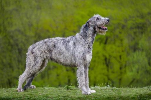 世界名犬排名前100图可拉达(世界名犬排名前100图及名称)