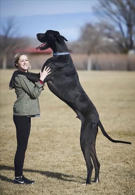 世界名犬排名前100图可拉达(世界名犬排名前100图及名称)