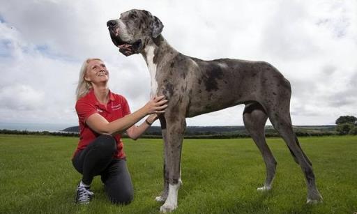 世界名犬排名前100图可拉达(世界名犬排名前100图及名称)