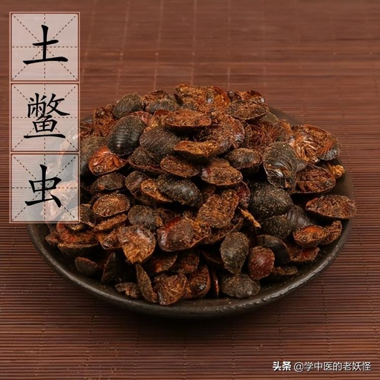 土鳖虫图片可爱(土鳖虫图片)